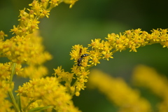 Philanthus bilunatus