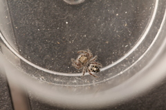 Phidippus insignarius