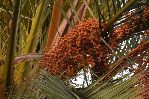Phoenix canariensis