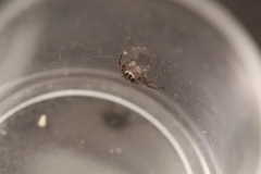 Phidippus insignarius