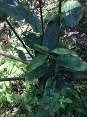 Eupomatia laurina