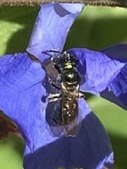 Zadontomerus
