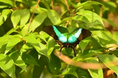 Papilio buddha