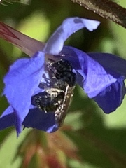 Zadontomerus