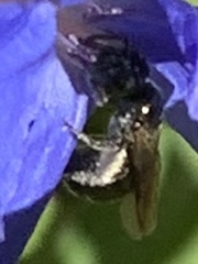 Zadontomerus