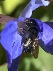 Zadontomerus