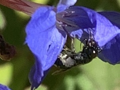 Zadontomerus