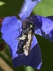Zadontomerus