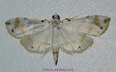Pycnarmon