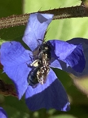 Zadontomerus