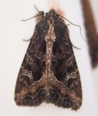 Helotropha reniformis