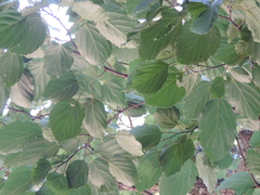 Hovenia dulcis