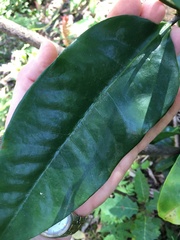 Eupomatia laurina