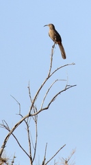 Toxostoma crissale
