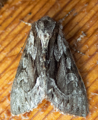 Hyppa contrasta