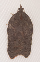 Acleris effractana