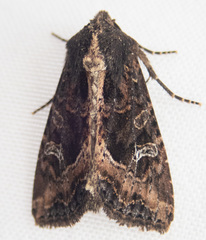 Helotropha reniformis