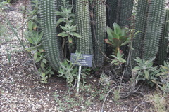 Stenocereus treleasei