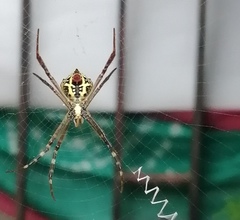 Argiope anasuja