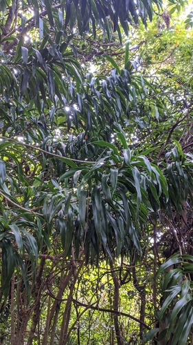 Dracaena angustifolia