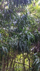 Dracaena angustifolia