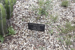 Myrtillocactus schenckii