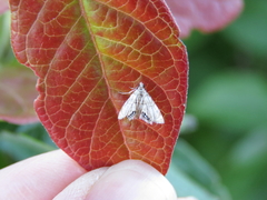 Eoparargyractis plevie