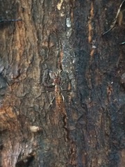 Stypocladius appendiculatus