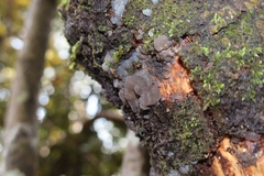 Exidia novozealandica