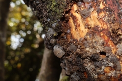 Exidia novozealandica