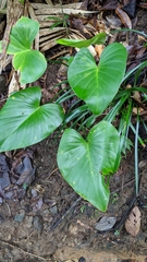 Homalomena philippinensis