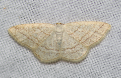 Protitame subalbaria