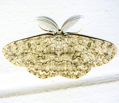 Hypomecis umbrosaria