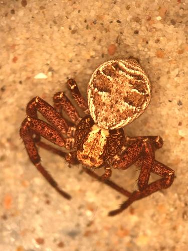 Xysticus benefactor