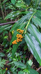 Alpinia flabellata