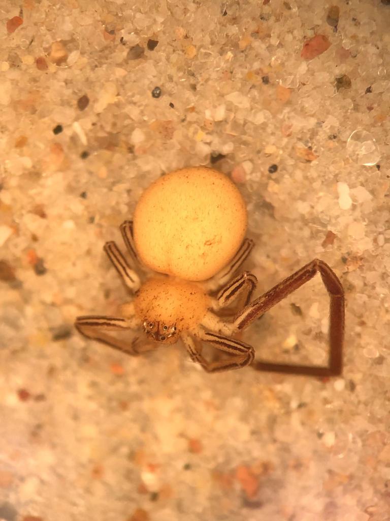 Evans's Running Crab Spider