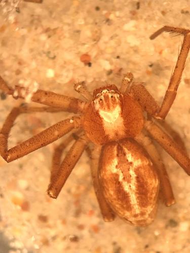Philodromus rodecki