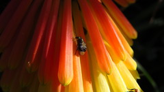 Megabruchidius dorsalis