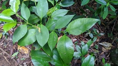 Garcinia linii