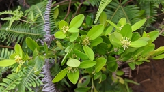 Buxus liukiuensis