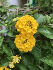 Lantana × hybrida