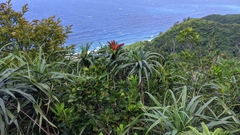 Freycinetia formosana