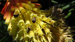 Megabruchidius dorsalis