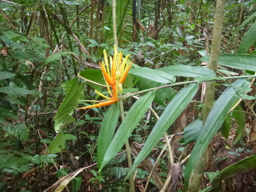 Image of Heliconia longiflora by (c) keesgroenendijk, some rights reserved (CC BY)