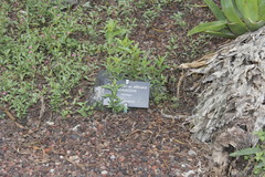 Agave mitis albicans