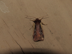 Ochropleura