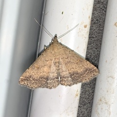 Tetanolita palligera