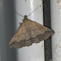 Tetanolita palligera