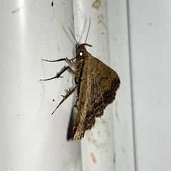 Tetanolita palligera