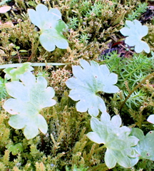 Micranthes nelsoniana